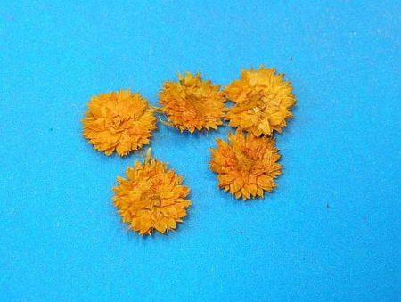 Kwiaty Suszone Kw 19