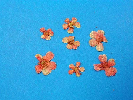 Kwiaty Suszone Kw 25