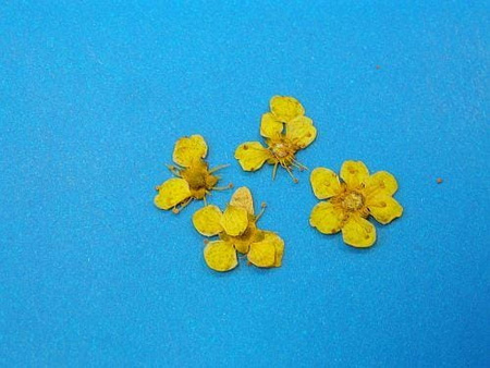 Kwiaty Suszone Kw 26