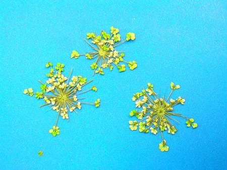 Kwiaty Suszone Kw 12