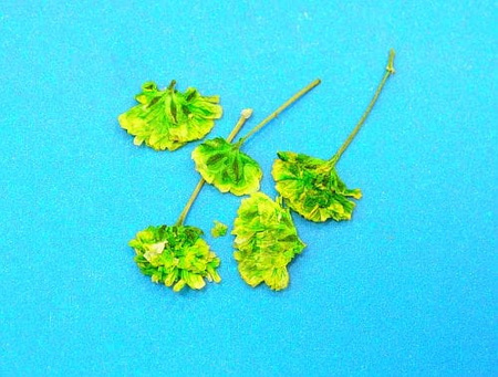 Kwiaty Suszone Kw 11