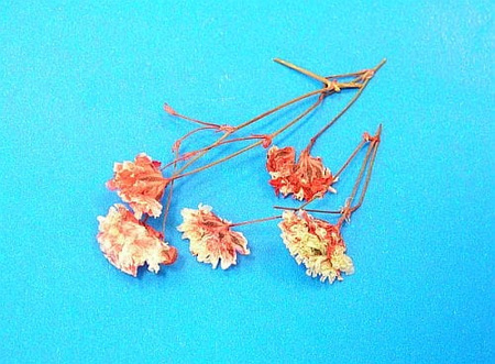 Kwiaty Suszone Kw 10