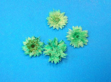 Kwiaty Suszone Kw 14