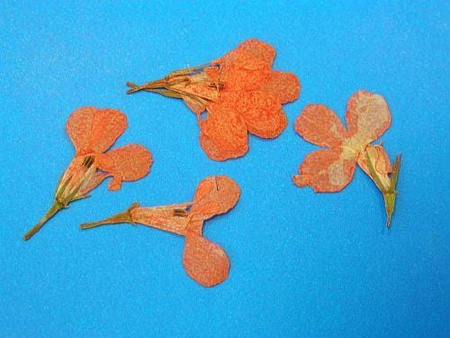 Kwiaty Suszone Kw 33