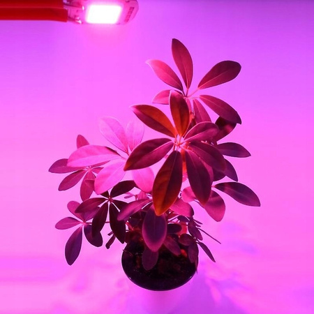 Grow Light 10W 220V Led Cob Chip do sadzonek roślin