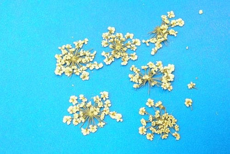 Kwiaty Suszone Kw 06