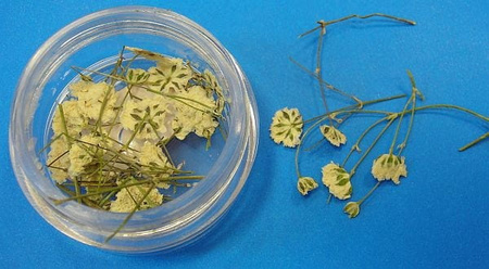 Kwiaty Suszone Kw 05