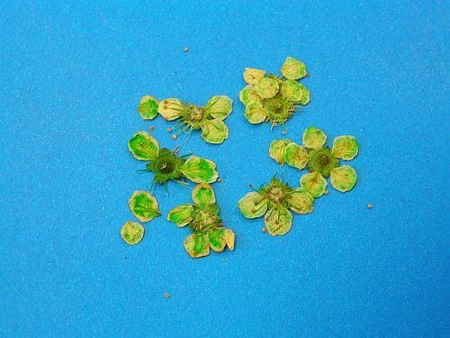 Kwiaty Suszone Kw 28