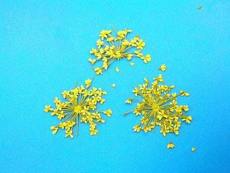 Kwiaty Suszone Kw 09