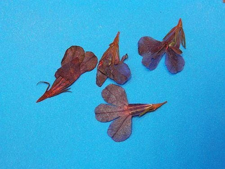 Kwiaty Suszone Kw 34