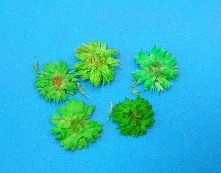 Kwiaty Suszone Kw 17