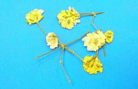 Kwiaty Suszone Kw 08