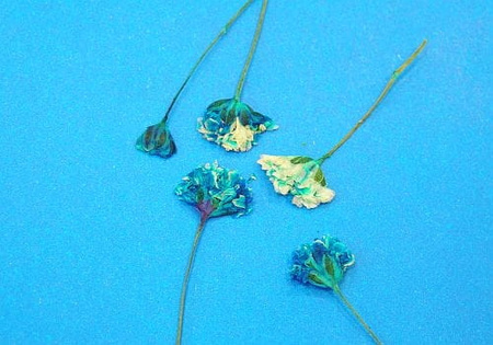 Kwiaty Suszone Kw 13