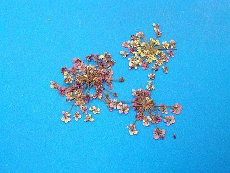 Kwiaty Suszone Kw 20