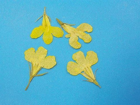 Kwiaty Suszone Kw 35