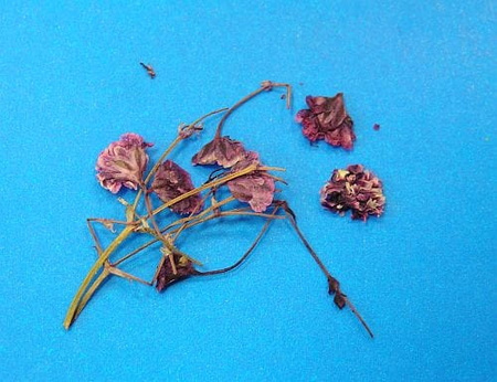 Kwiaty Suszone Kw 15