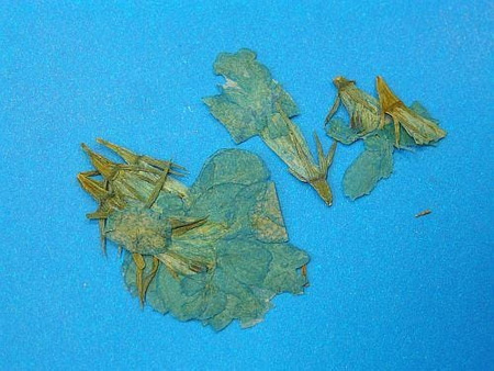 Kwiaty Suszone Kw 30