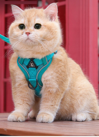 Szelki dla kota / psa WYGODNE BEZUCISKOWE S