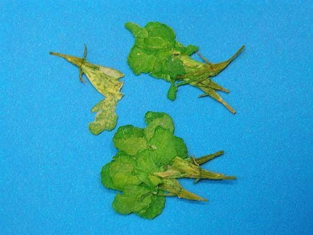 Kwiaty Suszone Kw 32